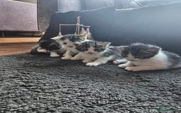Mixed Breed cats for sale: Beautiful black and white kittens - Image 4