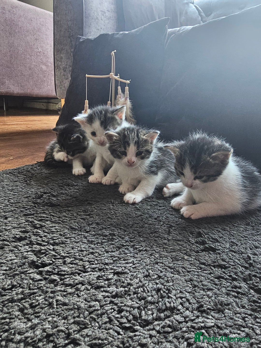 Mixed Breed cats for sale: Beautiful black and white kittens - Image 4