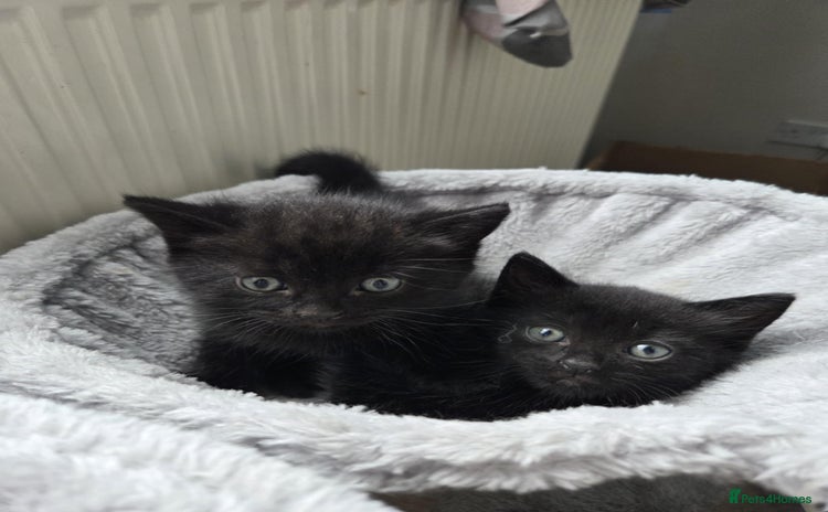 Mixed Breed cats - Advert 1