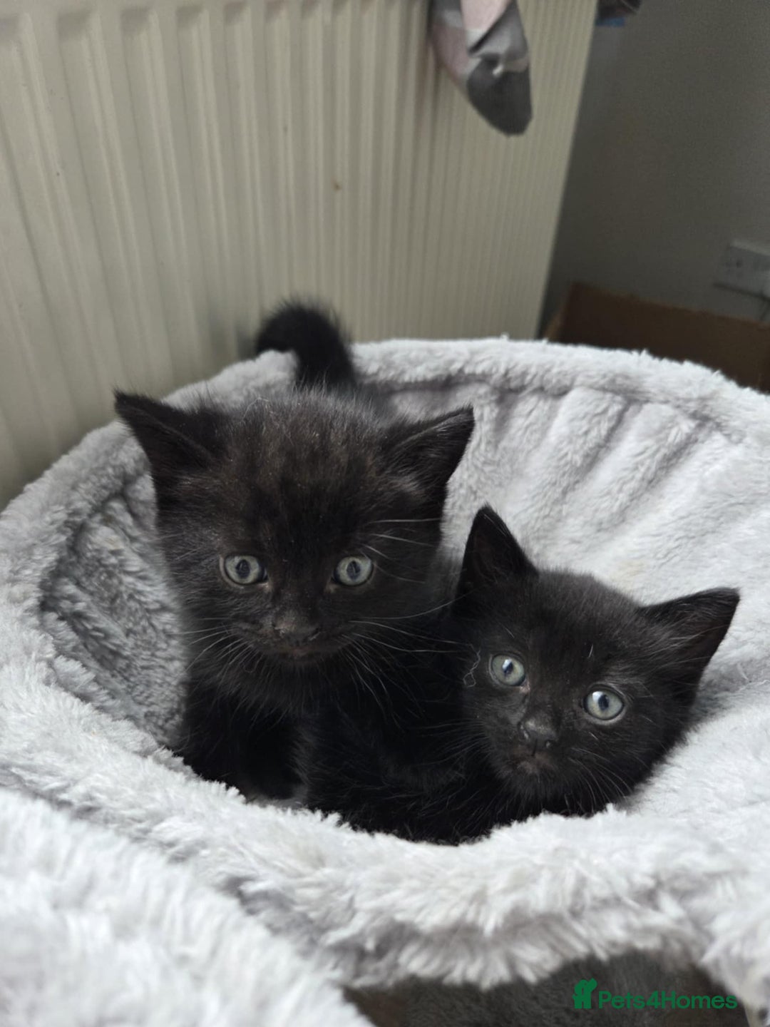 Mixed Breed cats for sale: Pure british shorthair mixed kittens for sale  - Image 1