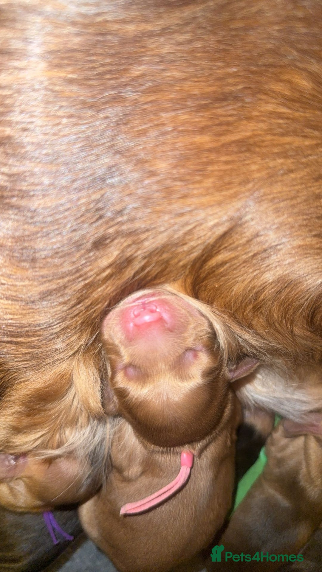 Cocker Spaniel dogs for sale: KC Reg Show Cocker Spaniel Puppies  - Advert 13