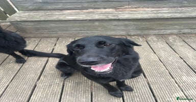 Mixed Breed dogs - Advert 3