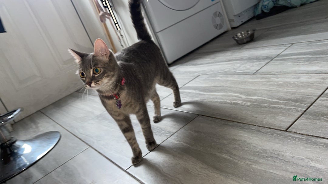 British Shorthair cats for sale: Black and white British shorthair - Image 5