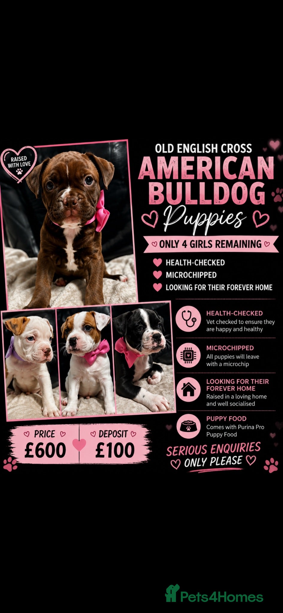 Mixed Breed dogs A* bulldog puppies 🐶 - Advert 1