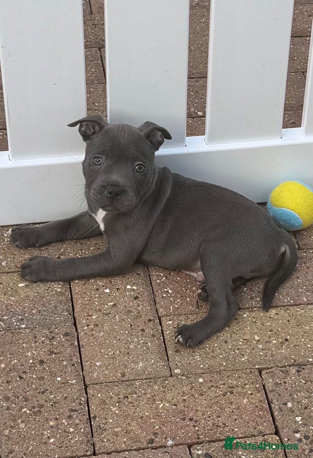 Staffordshire Bull Terrier dogs KC-Quality Blue Staffordshire Bull Terrier Puppies - Advert 1