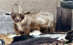 Goats livestock for sale: PYGMY BILLY - PROVEN - Image 5