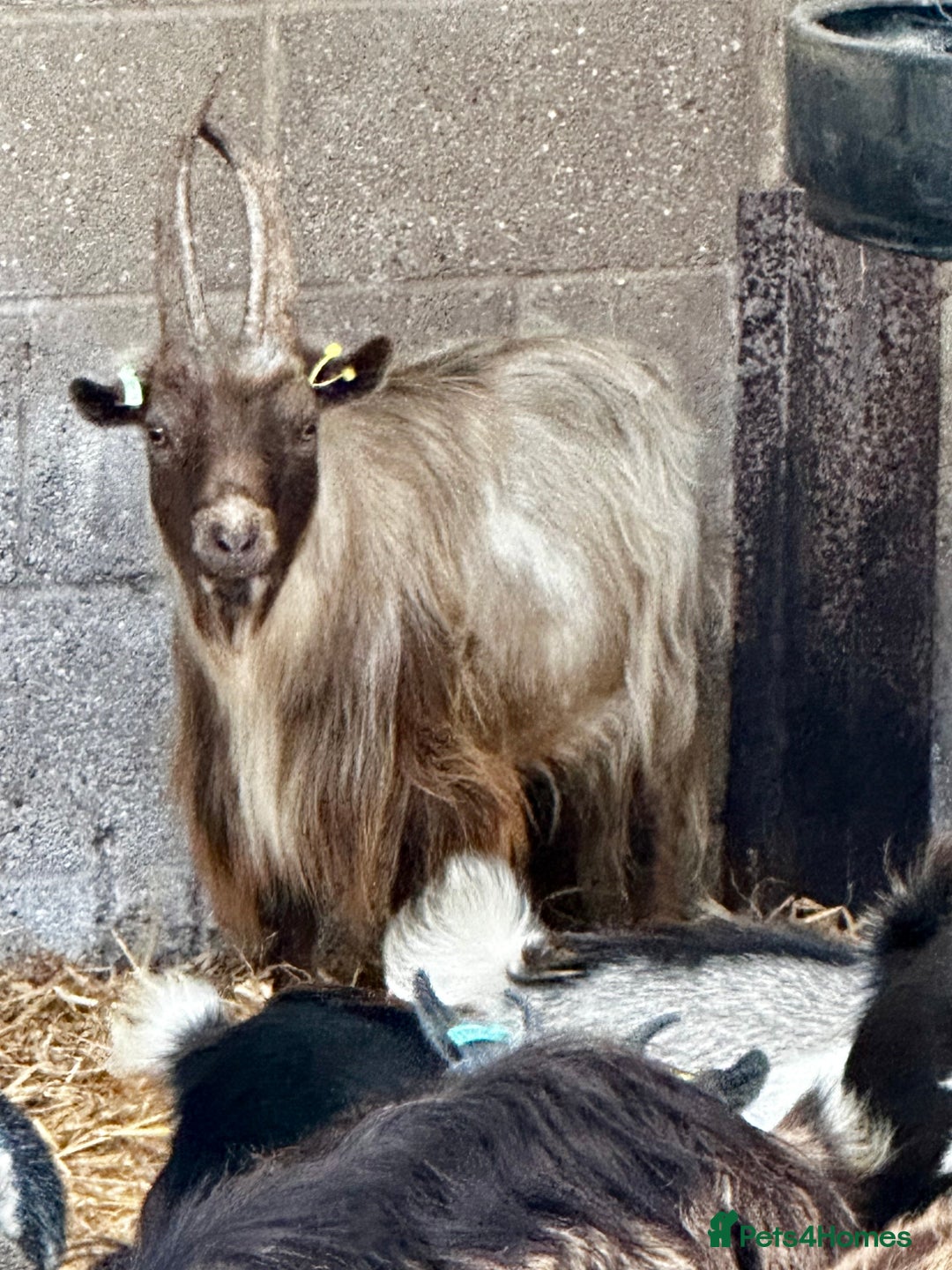 Goats livestock for sale: PYGMY BILLY - PROVEN - Image 5