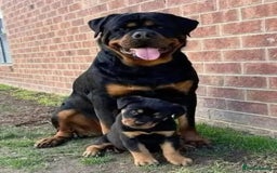 Rottweiler dogs for sale: 🌟 Adorable Rottweiler Puppies for Sale! 🌟 - Image 7