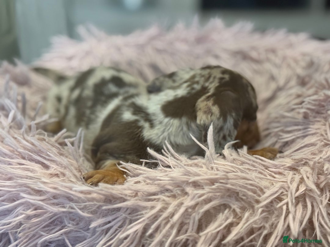 Miniature Dachshund dogs for sale: Adorable miniature dachshund  - Image 11