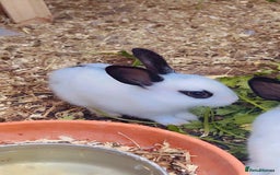 English Spot rabbits for sale: 6 Beautiful baby Rabbits for Sale - Image 3
