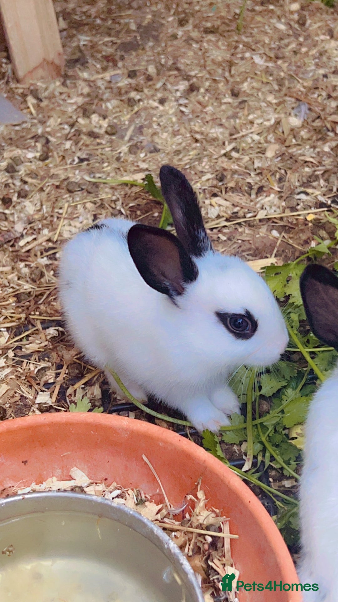 English Spot rabbits for sale: 6 Beautiful baby Rabbits for Sale - Image 3