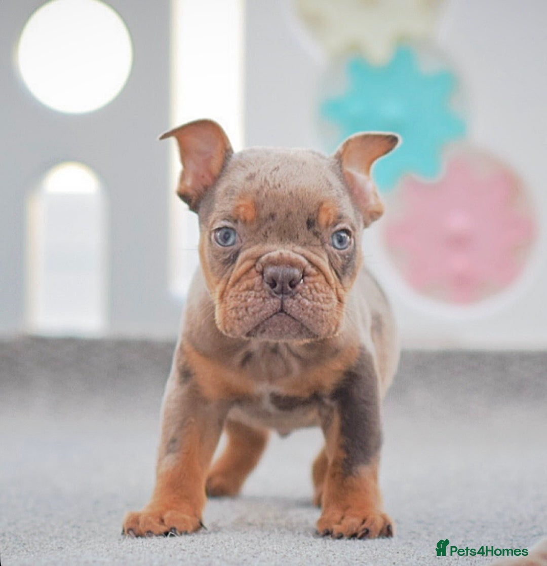 Olde English Bulldogge dogs for sale: 23 years experience 5⭐️Rated licensed  - Advert 7