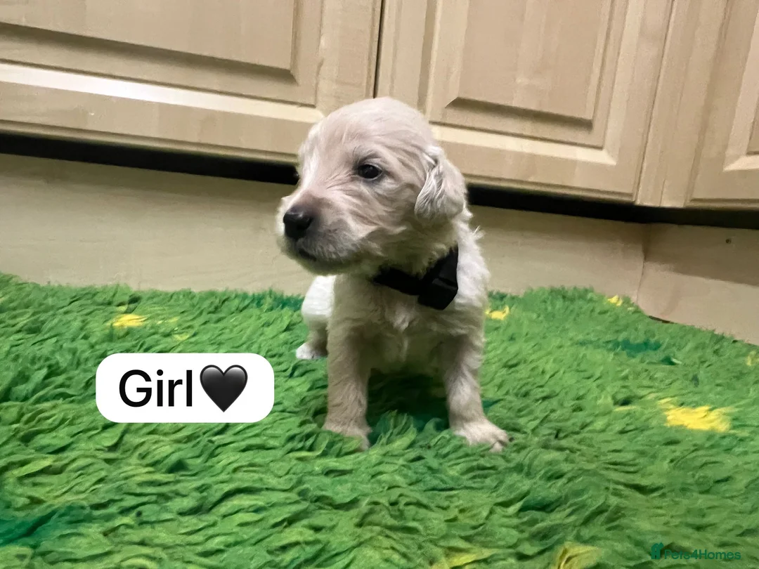 Golden Retriever dogs for sale: KC registered Golden Retriever puppies - Advert 2