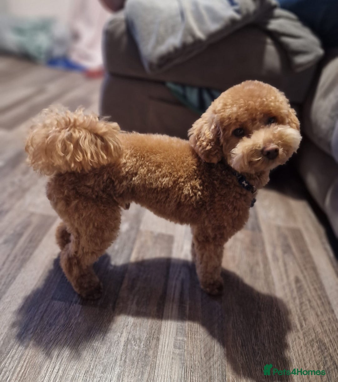 Poochon dogs for stud: Stunning Male poochon for stud  - Image 2