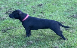 Staffordshire Bull Terrier dogs for sale: Staffy puppies looking for their forever homes - Image 3