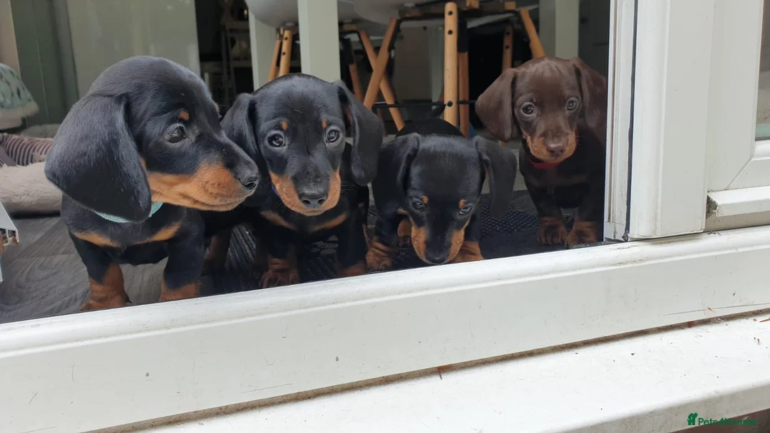 Miniature Dachshund dogs for stud: 4kg KC tiny expert STUD solid genes 100% record in Rochdale - Advert 15