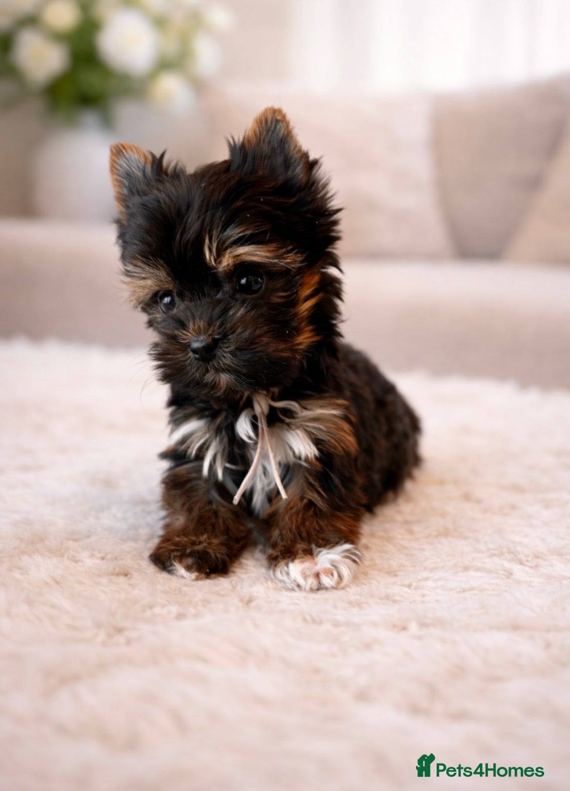 Yorkshire Terrier dogs 🎀 Tiny Little Mini Yorkshire Terrier Girls 🎀 - Advert 1
