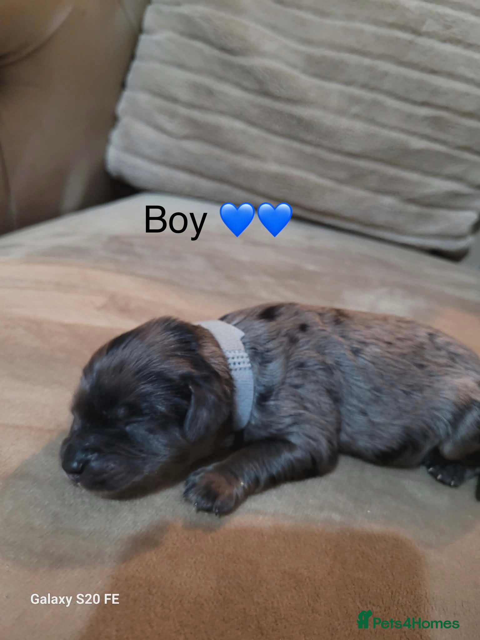 Cavapoo dogs 4 beautiful cavapoos left ready in July 🐶🐶 - Advert 1