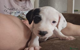 Staffordshire Bull Terrier dogs for sale: Staffie x Cockapoo puppies - Image 17