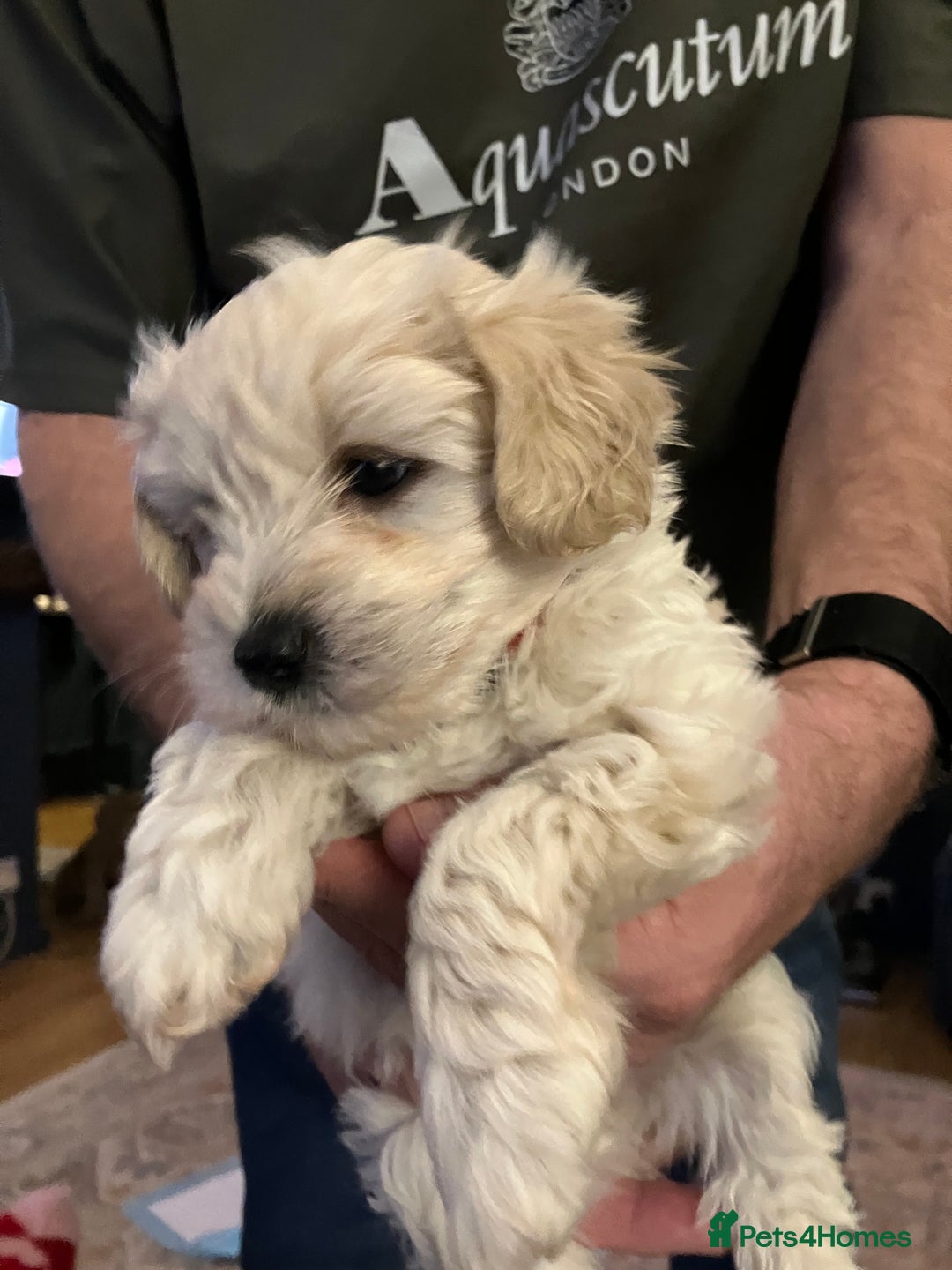 Schnoodle dogs for sale: Schnoodle puppies 3 available from a litter of 5 - Advert 21
