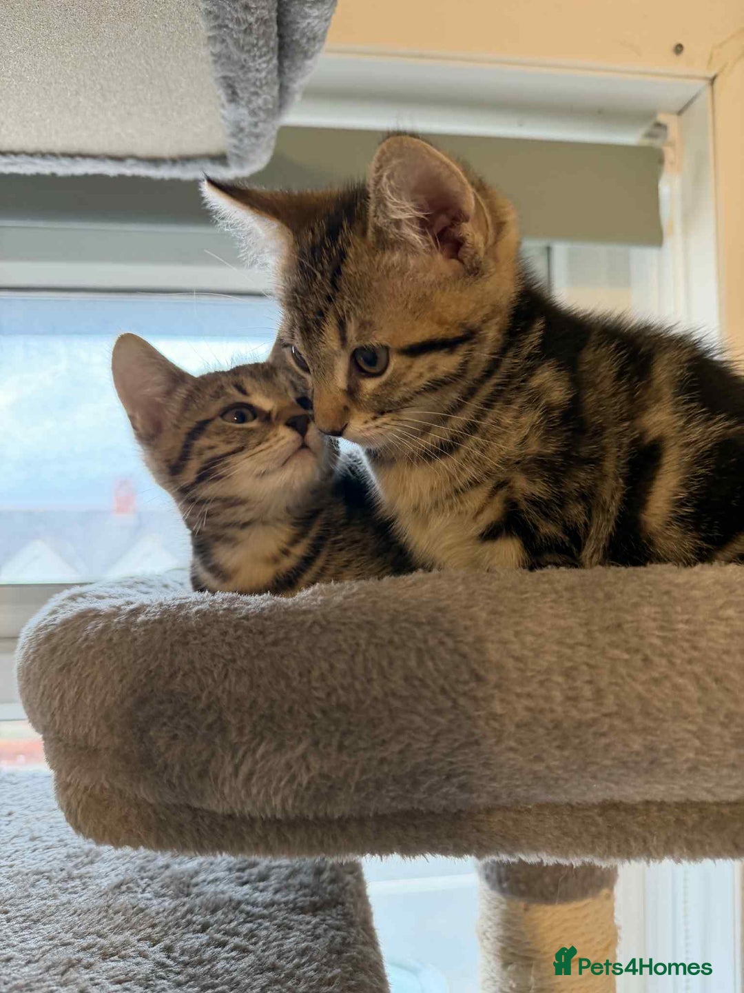 Mixed Breed cats for sale: Adorable Kittens Looking for Forever Homes! 🐱💕 - Image 12