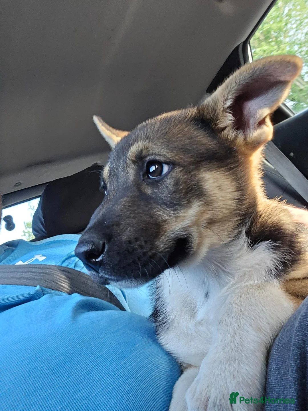 Mixed Breed dogs for sale: Rose  - Advert 10