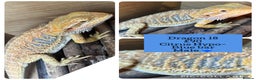 Bearded Dragon reptiles for sale: Baby Hypo Bearded Dragons - Advert 18