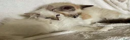Ragdoll cats for sale: TICA Registered Ragdoll Kittens - Advert 6
