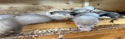 Ferret rodents for sale: 7 week old baby ferret kits  - Advert 1