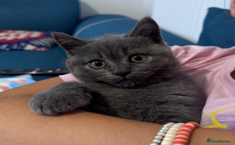 British Shorthair cats - Advert 1