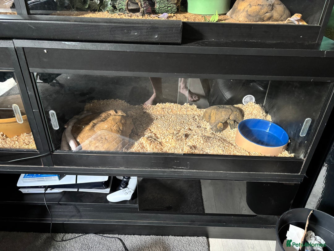 Corn Snake reptiles for sale: CORN SNAKES X 2 in full set ups - Image 5
