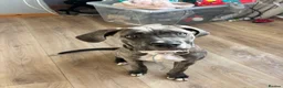 Cane Corso dogs for sale: Lucy The Cane corso - Advert 5