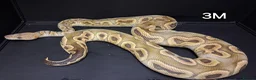 Python Snake reptiles for sale: Royal Pythons Males - Advert 5