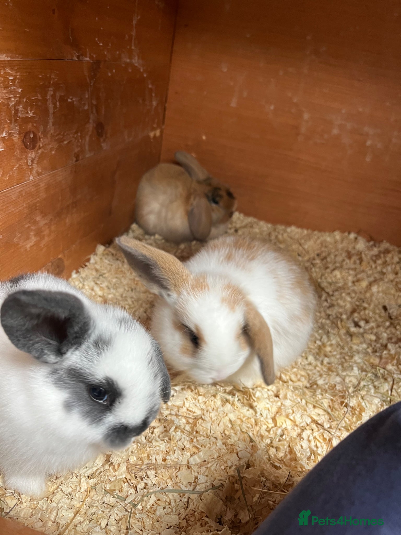Mini Lop rabbits Beautiful Mini Lop kits  - Advert 12