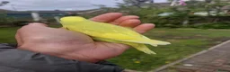 Budgerigars birds for sale: Hand reared super tame budgie  - Advert 14