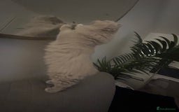 British Longhair cats for sale: Lilac British long hair mix Scottish  - Image 3