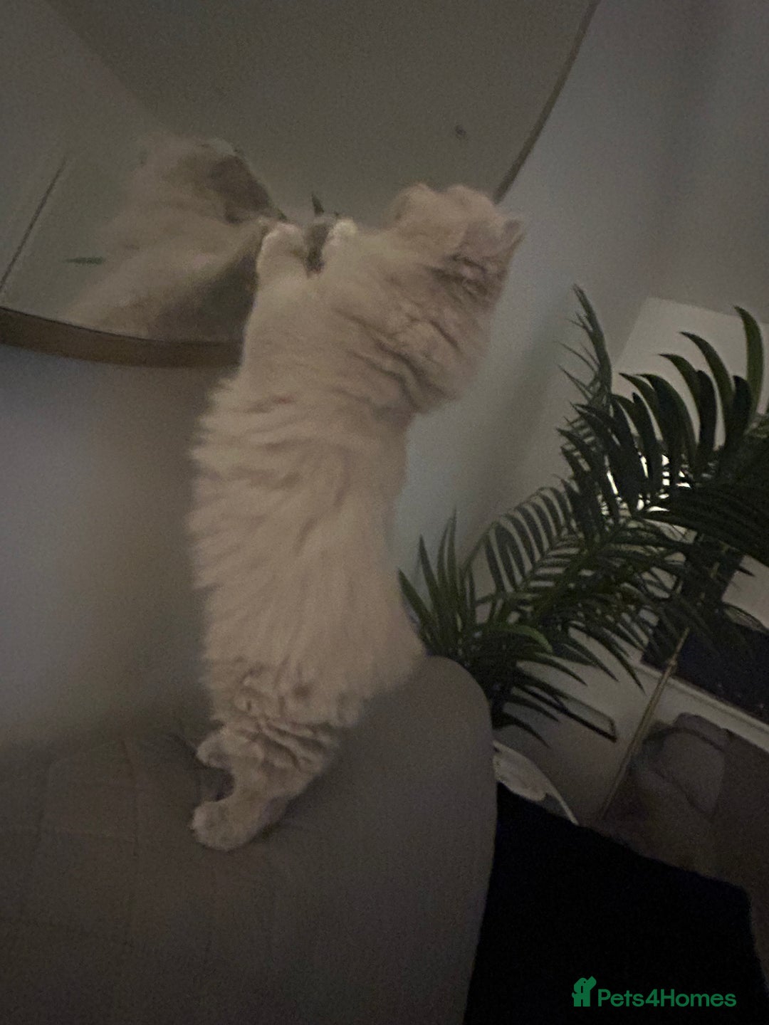 British Longhair cats for sale: Lilac British long hair mix Scottish  - Image 3