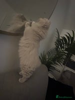 British Longhair cats - Advert 2