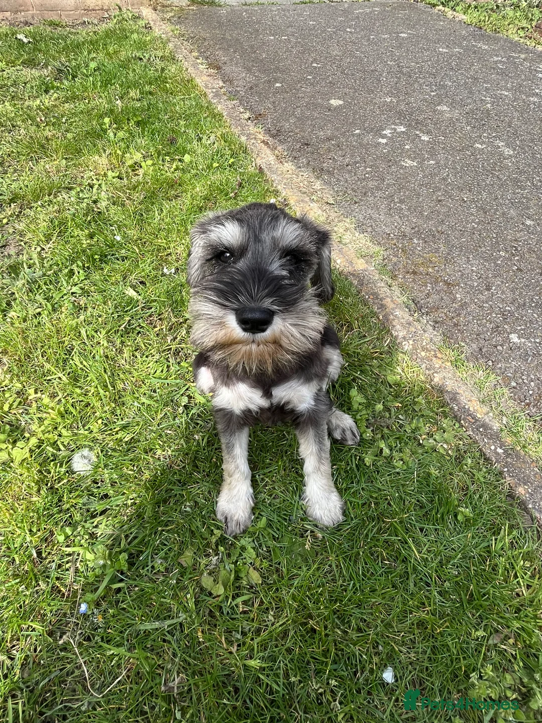 Miniature Schnauzer dogs for sale: Miniature Schnauzer Puppy in London - Advert 1