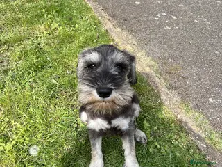 Miniature Schnauzer dogs Miniature Schnauzer Puppy - Advert 2