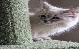 Siberian cats for sale: Blue Eyed Siberian Blue Point Kittens - Image 2