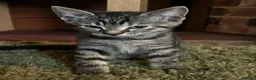 Mixed Breed cats for sale: 6 Pure Tabby Kittens  - Advert 5