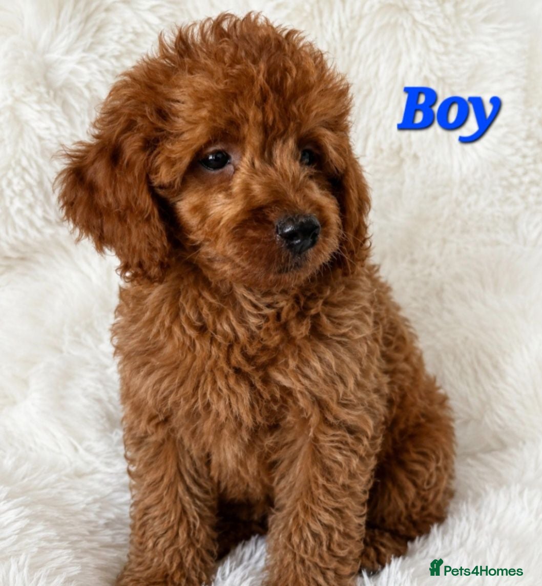 Cavapoo dogs 🔥FULLY VACCINATED EXTENSIVELY DNA HEALTH TESTED🔥 - Advert 2