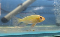 Cichlids fish for sale: Gold edge ram  - Image 1