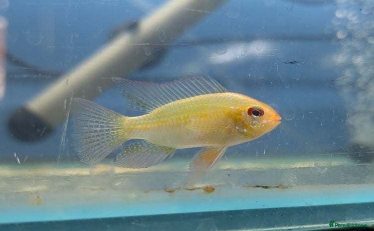 Cichlids fish - Advert 2