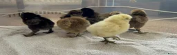 Chickens poultry for sale: Silkie chicks available  - Advert 5