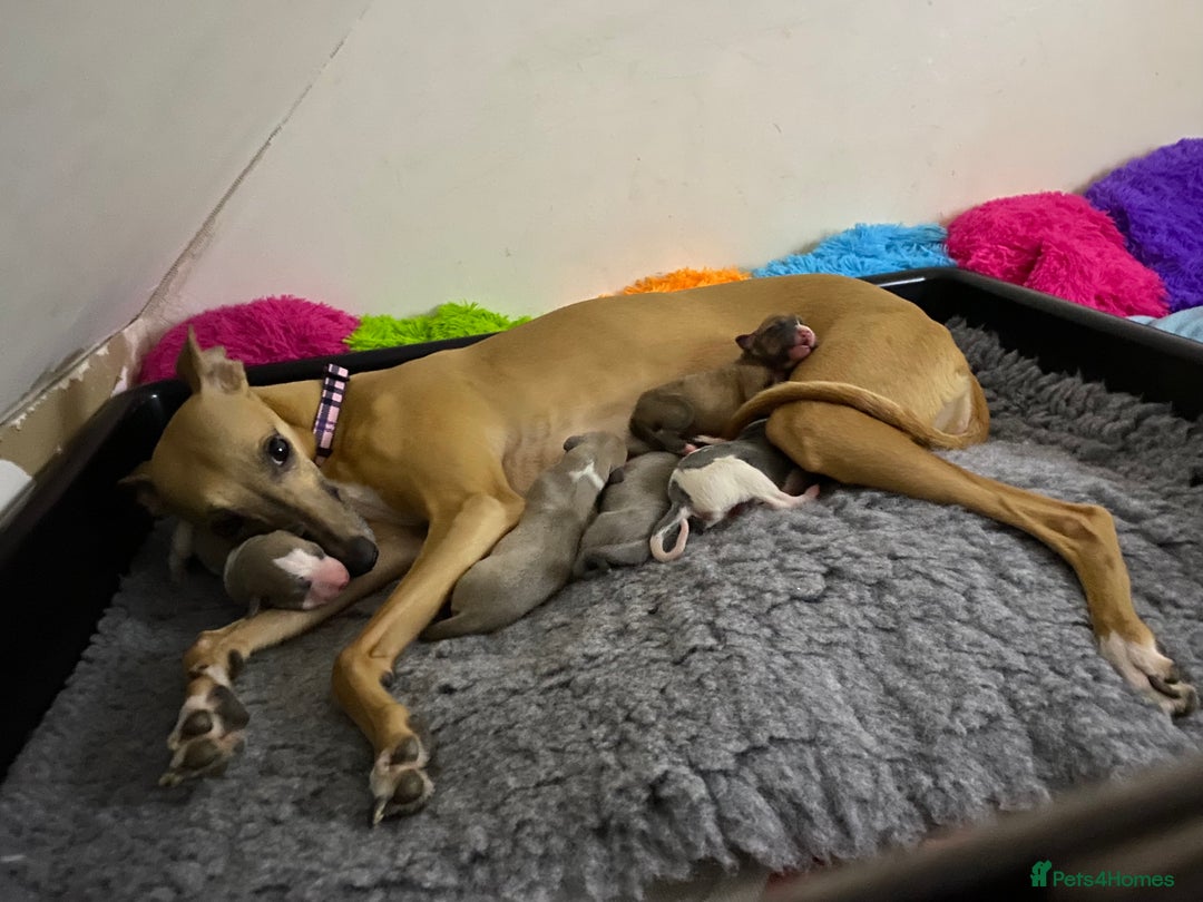 Whippet dogs for sale: Beautiful pedigree whippet puppies - Cornwall - Advert 1