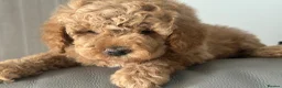 Goldendoodle dogs for sale: F1B MINI/MEDIUM GOLDENDOODLES 2 RESERVED - Advert 20