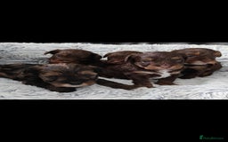 Shorkie dogs for sale: Adorable Biewer-Shih Tzu Cross Puppies  - Advert 9