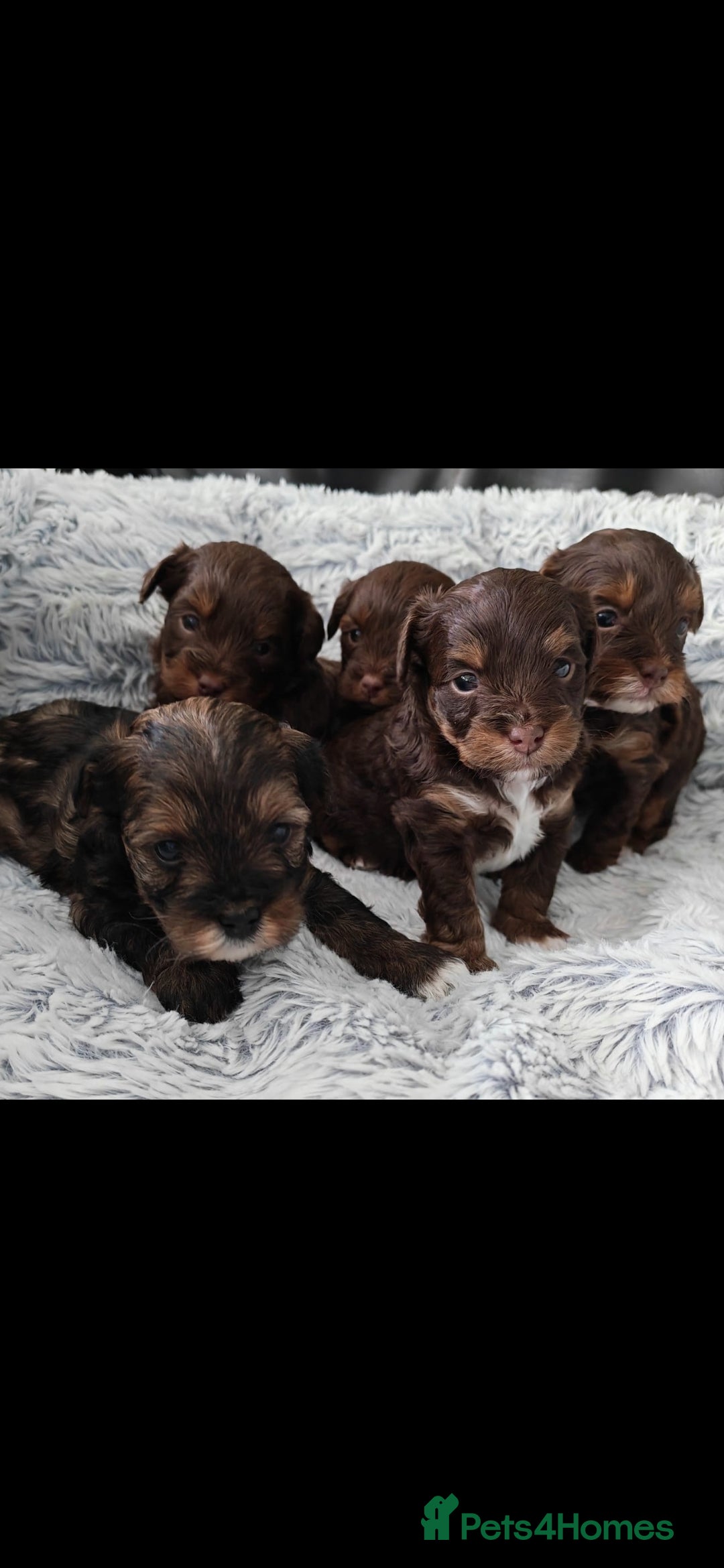 Shorkie dogs for sale: Adorable Biewer-Shih Tzu Cross Puppies  - Advert 9